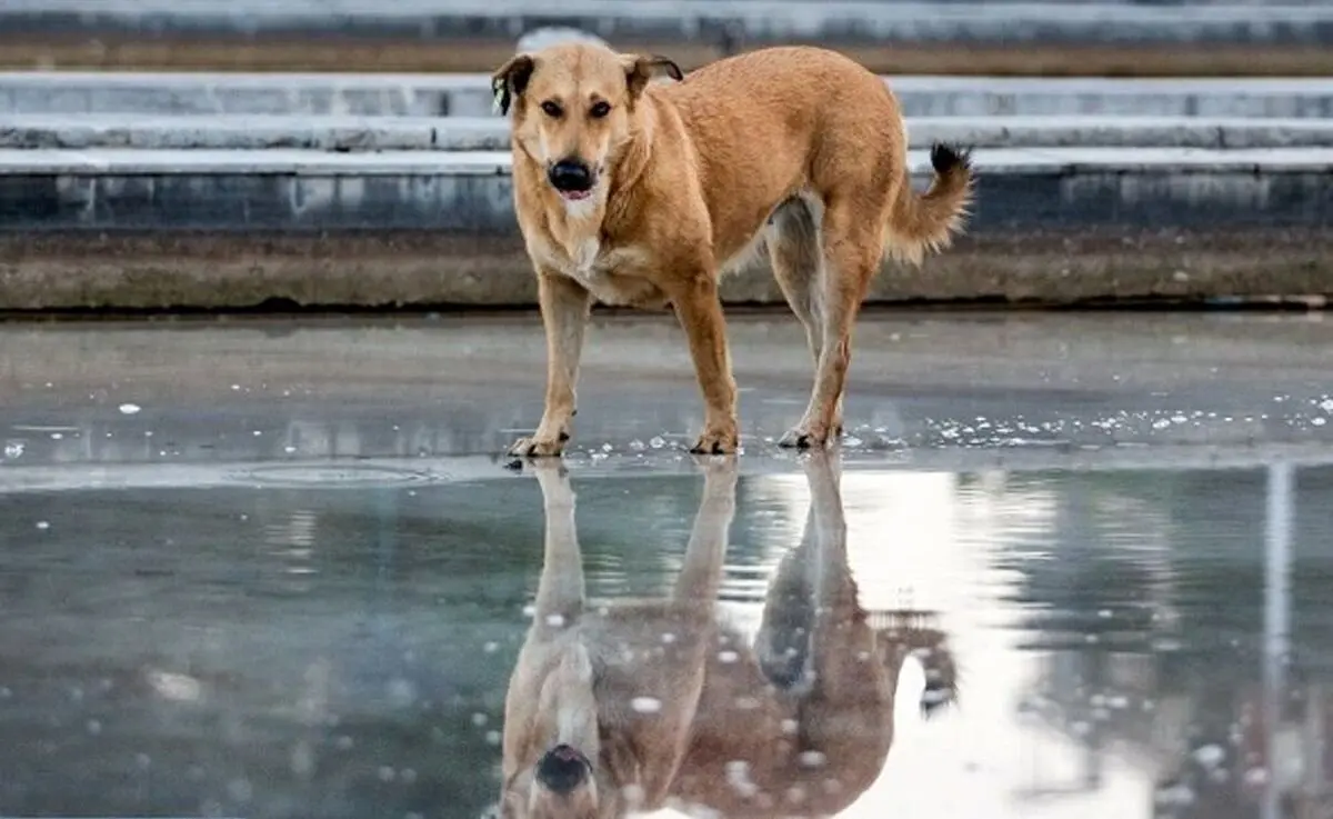 صدای حامیان حیوانات را بشنوید 
