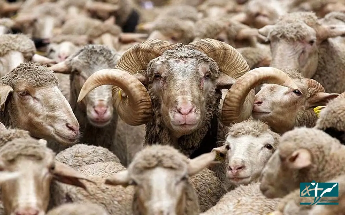 قیمت جدید دام زنده در سال ۱۴۰۴