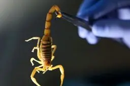 زهری که گران‌تر از طلا شد و سرطان را زمین‌گیر می‌کند!