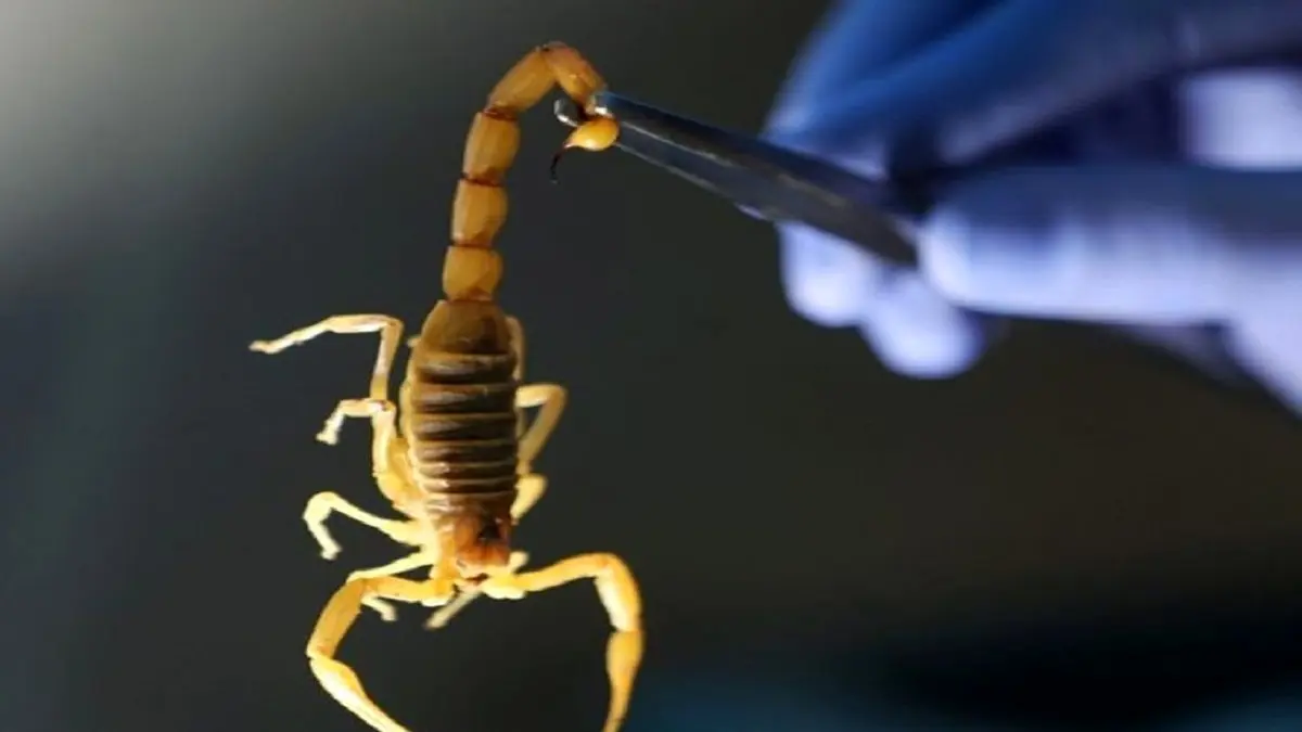 زهری که گران‌تر از طلا شد و سرطان را زمین‌گیر می‌کند!