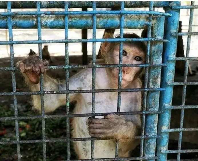 پلمپ یک باغ وحش با دستور قضایی