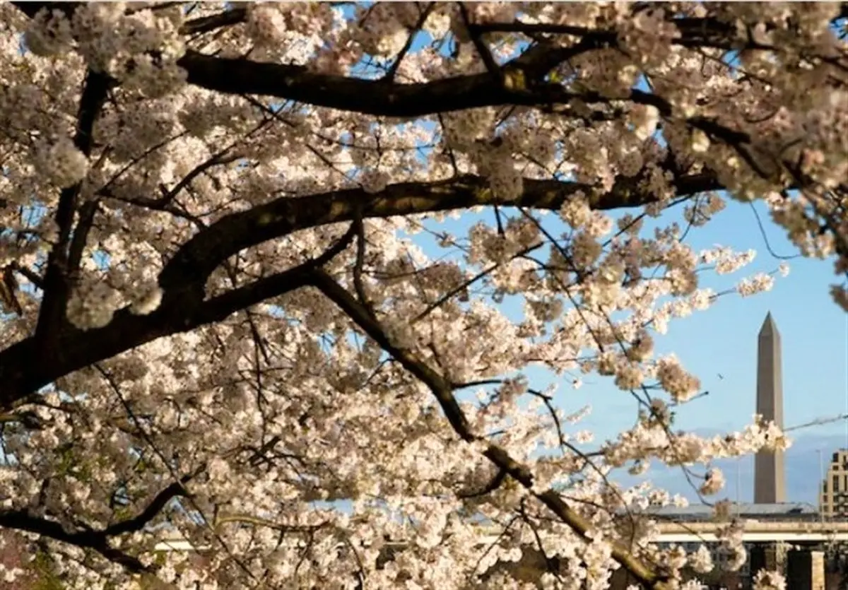 فوری: ترامپ متهم به غصب زمین گلف عمومی؛ رسوایی جدید کاخ سفید!