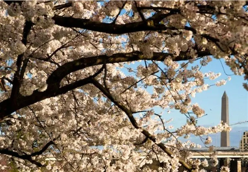 فوری: ترامپ متهم به غصب زمین گلف عمومی؛ رسوایی جدید کاخ سفید!