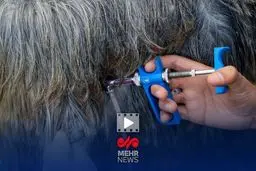 زنگ خطر به صدا درآمد: ۵۹ میلیون راس دام در ایران واکسینه شدند؛ پشت پرده چیست؟