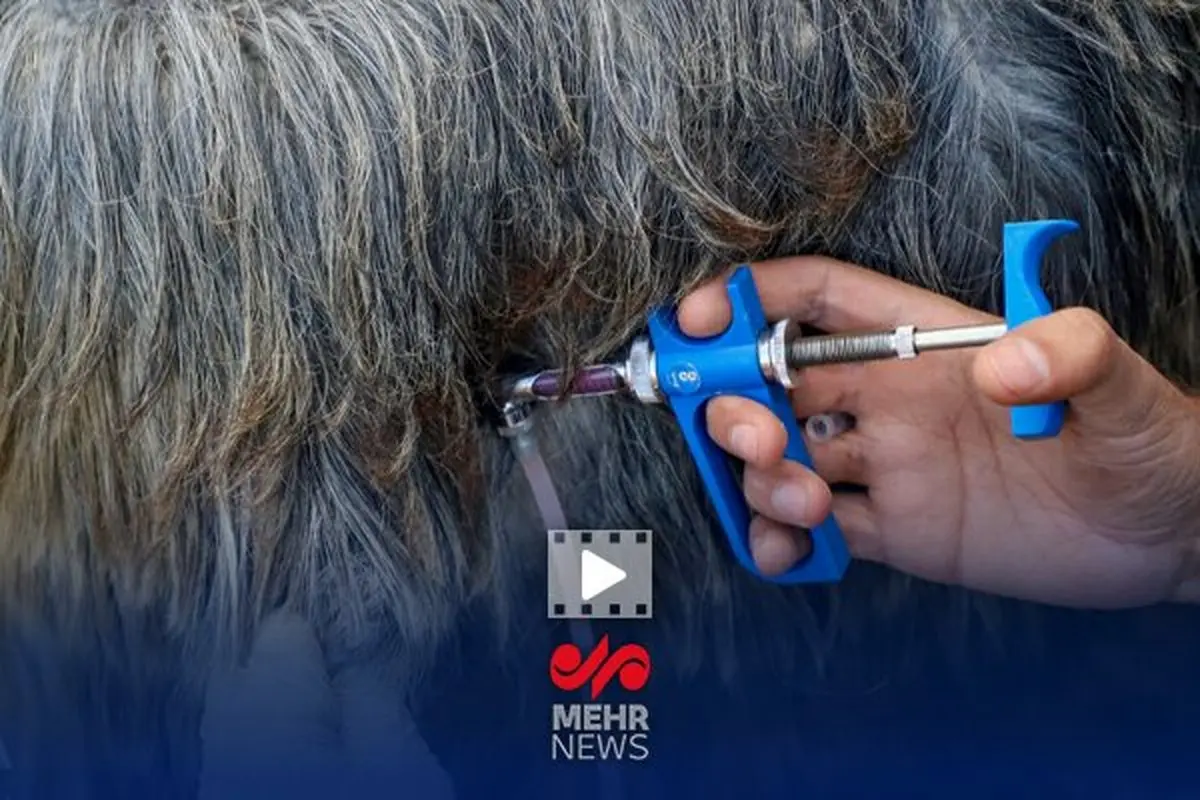 زنگ خطر به صدا درآمد: ۵۹ میلیون راس دام در ایران واکسینه شدند؛ پشت پرده چیست؟