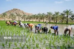 شوک جدید به سفره‌ها: قیمت کالاهای اساسی در بازار جهانی از کنترل خارج شد!