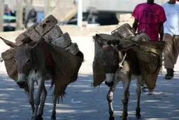 چین بر الاغ‌های آفریقا مسلط شد: راز اقتصادی که هیچ‌کس نمی‌دانست!