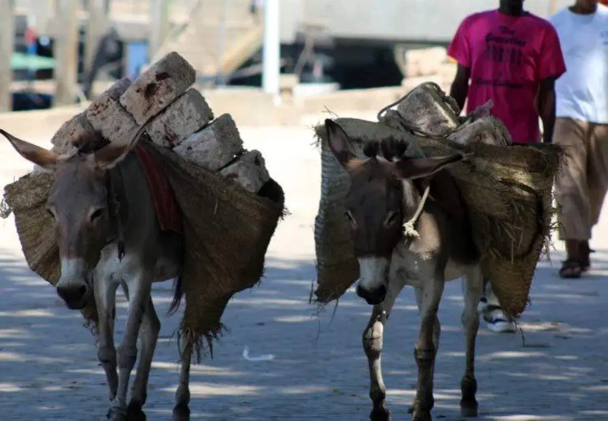 چین بر الاغ‌های آفریقا مسلط شد: راز اقتصادی که هیچ‌کس نمی‌دانست!