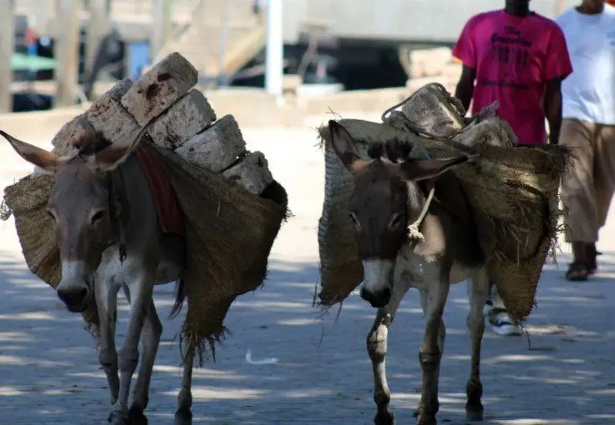 چین بر الاغ‌های آفریقا مسلط شد: راز اقتصادی که هیچ‌کس نمی‌دانست!