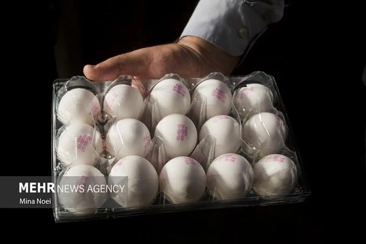 شوک قیمتی تخم‌مرغ: شانه ۴۲۰۰۰۰ تومانی در راه است؟