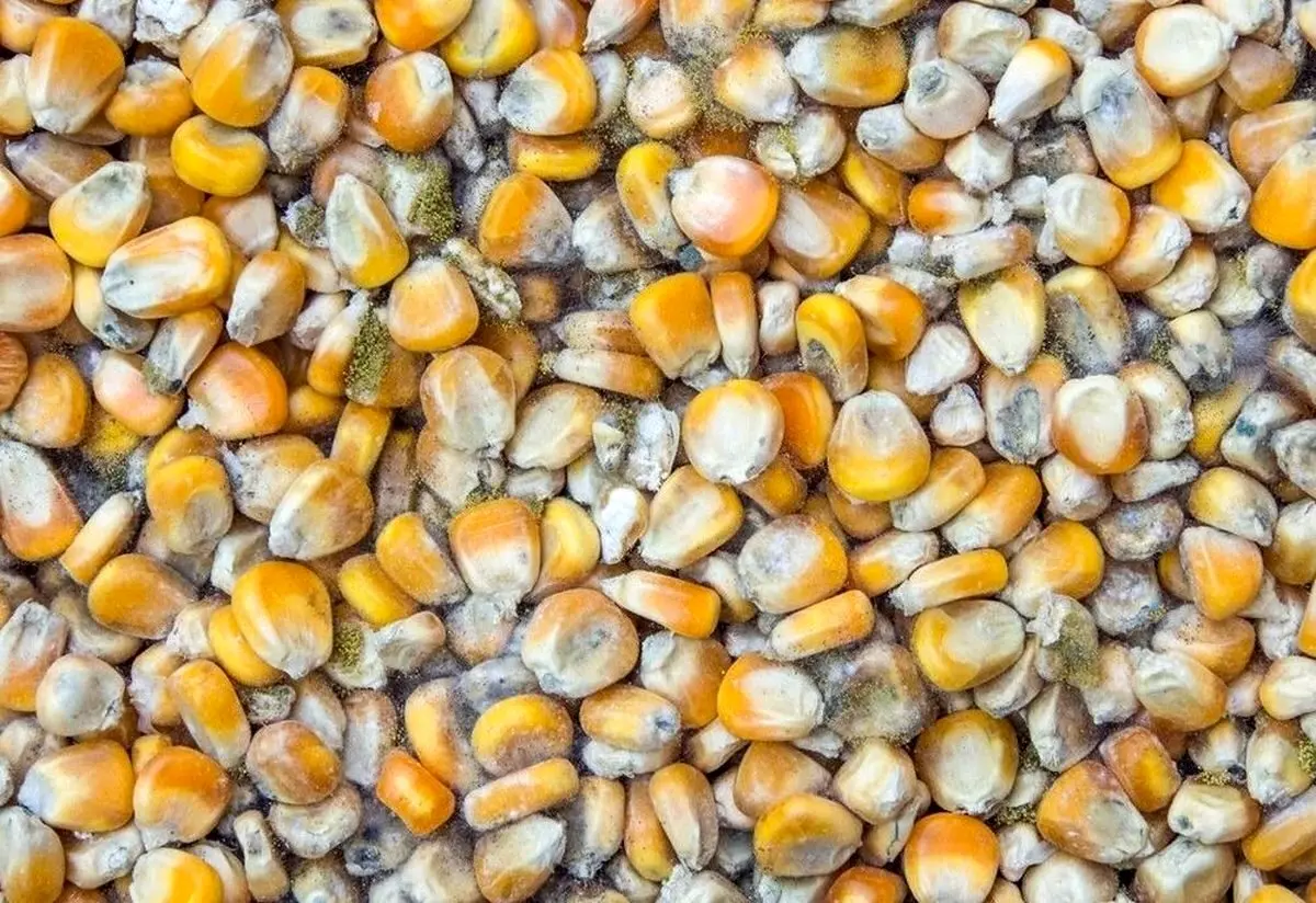 سیل واردات ذرت فاسد به ایران + آمار