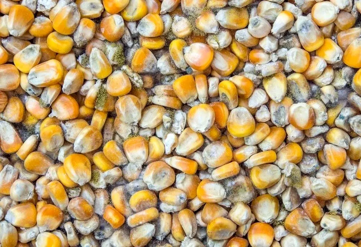 سیل واردات ذرت فاسد به ایران + آمار