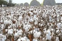 پایان امپراتوری طلای سفید در ایران