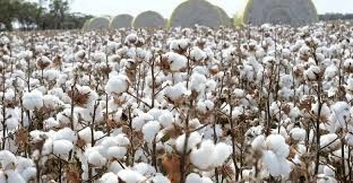 پایان امپراتوری طلای سفید در ایران