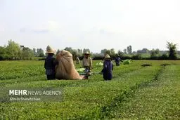 فوری: راز پرونده جنجالی چای سنواتی بالاخره فاش شد!