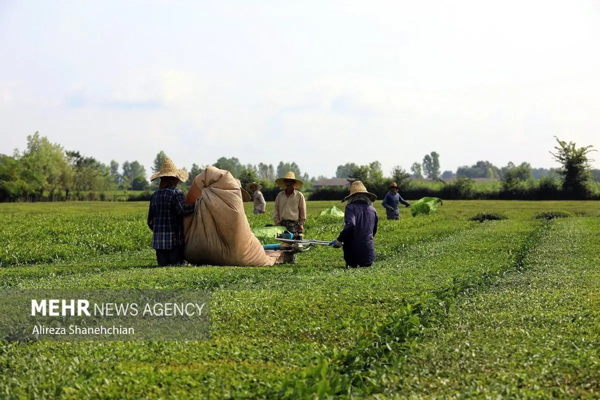 فوری: راز پرونده جنجالی چای سنواتی بالاخره فاش شد!