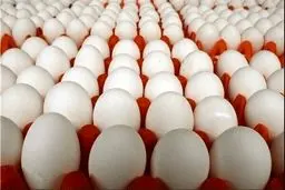 سقوط آزاد قیمت تخم مرغ: هر شانه زیر ۳۰۰ هزار تومان! پایان کابوس گرانی؟