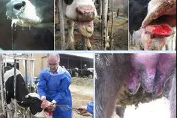 هوش مصنوعی طاعون را شکست می‌دهد؟ راز کنترل تب برفکی افشا شد!