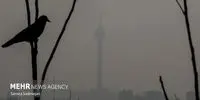 تهران خفه شد؛ کابوس آلودگی هوا بازگشت!