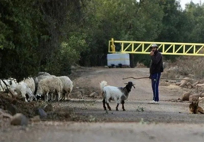 فاجعه در قنیطره: صهیونیست‌ها معیشت کشاورزان سوری را از بیخ و بن کندند!