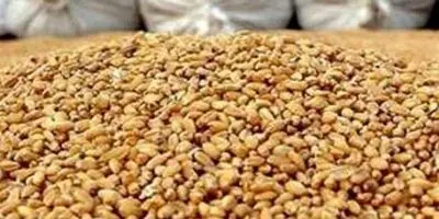 نوری قزلجه: بحران آب در کمین است؛ اعتبارات آبخیزداری 90% کمتر از نیاز!