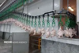 مرغ‌های گرسنه؛ قربانیان زودهنگام صنعت طیور/ کاهش وزن و کشتار زودهنگام!