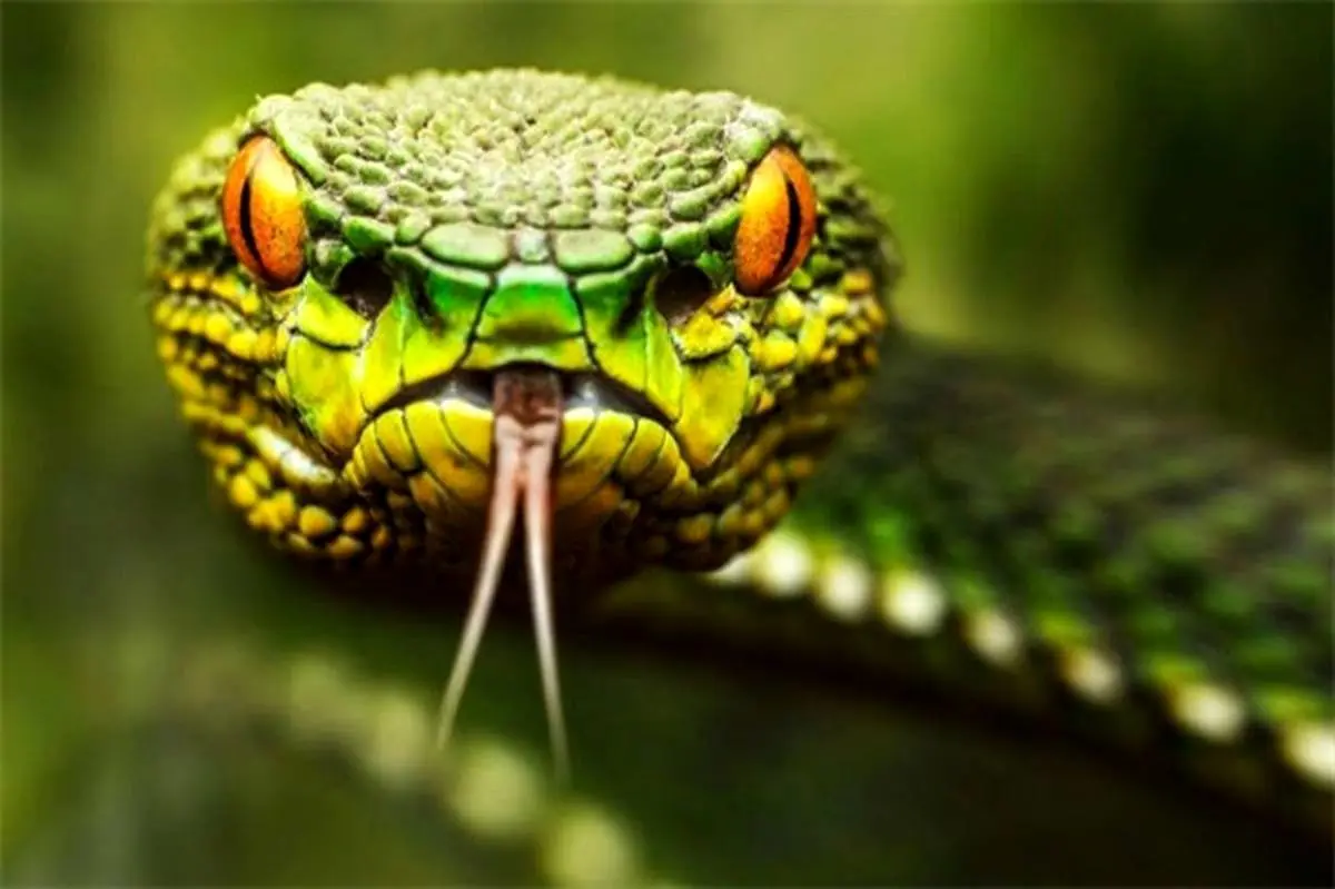 چگونه بعضی از مارها یک سال غذا نمی‌خورند؟