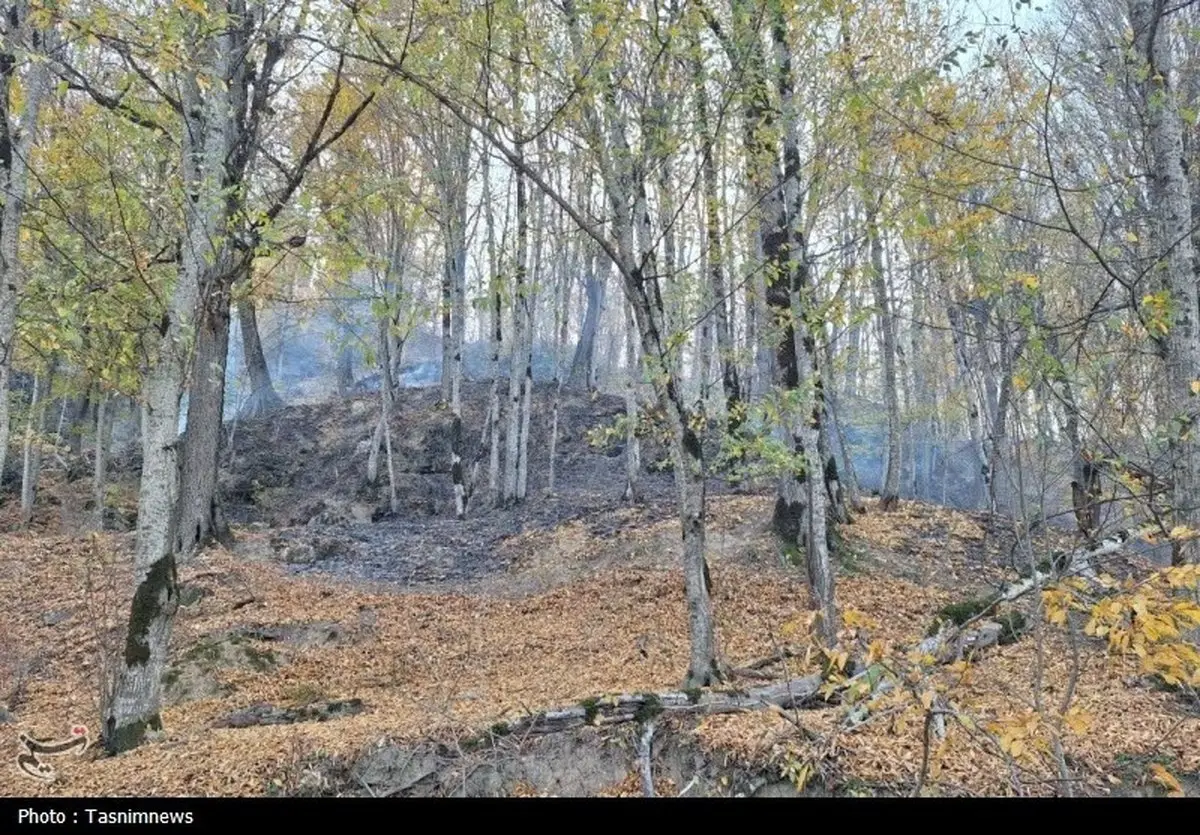 هشدار فوری: آخرین امید ایران برای نجات از خشکسالی در دل همین پوشش گیاهی بالادست است!