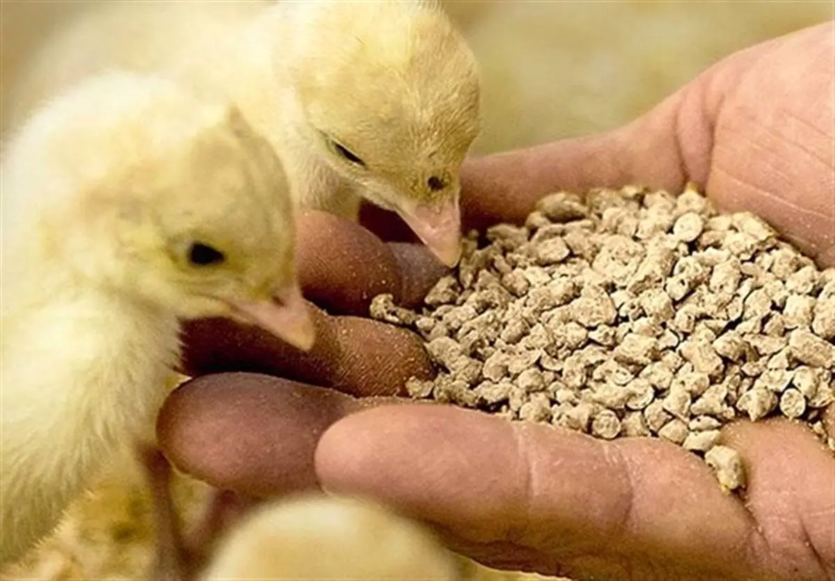 دروغ بزرگ؟ وعده وزیر برای ترخیص نهاده‌ها؛ کشتی‌ها همچنان در انتظار!