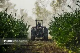 کشاورزی ۱۴.۵ درصد اشتغال را بلعید: فاجعه خاموش یا رانت پنهان؟