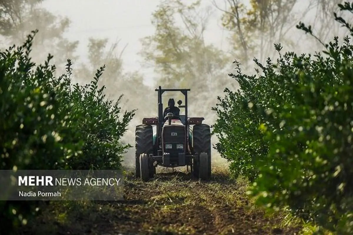 کشاورزی ۱۴.۵ درصد اشتغال را بلعید: فاجعه خاموش یا رانت پنهان؟