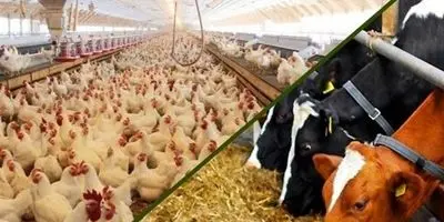 رانت ۸۰ هزار تومانی خوراک دام: سفره مردم خالی، جیب دلالان پر!