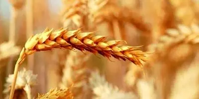 قیمت جدید گندم اعلام شد