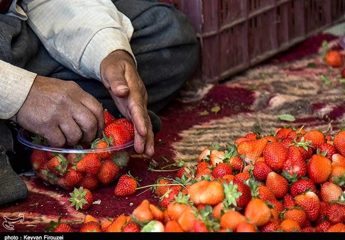 توتفرنگیهای جهشیافته: آیا طعم آنها با بمب اتمی بهتر میشود؟