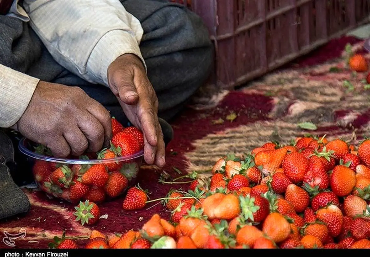 توت‌فرنگی‌های جهش‌یافته: آیا طعم آنها با بمب اتمی بهتر می‌شود؟