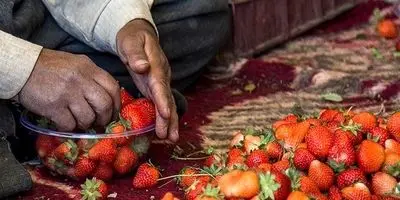 طالبی و خربزه درشت‌تر، شیرین‌تر و مقاوم‌تر! راز هسته‌ای در مزرعه شما چیست؟