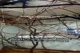 مشاهده یک میمون عجیب شبیه ارواح + فیلم