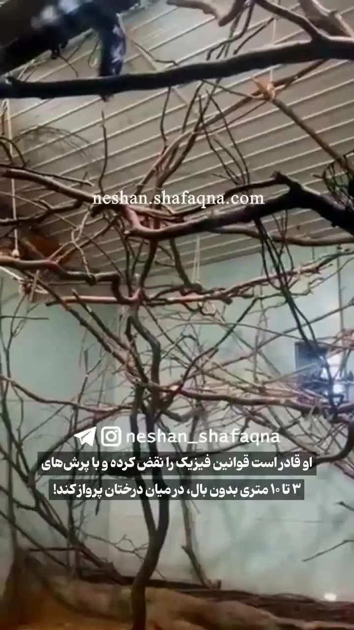 مشاهده یک میمون عجیب شبیه ارواح + فیلم