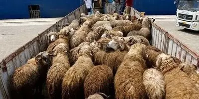 مرگ ۴ نفر به خاطر یک گوسفند