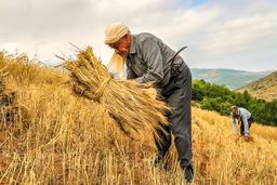 گندمکاران هنوز طلب دارند