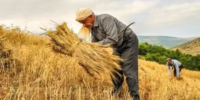 علت اختلاف بر سر بیمه گندم