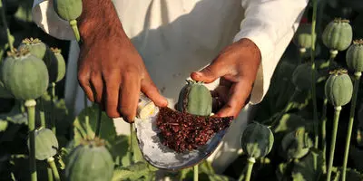 ایران کشوری پیشرو در زمینه مبارزه با مواد مخدر