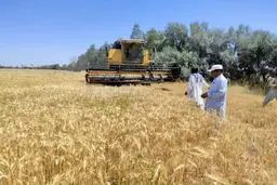 مطالبات گندمکاران پرداخت شد؟