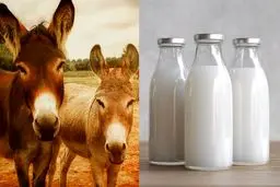 شیر الاغ لیتری ۱.۲ میلیون تومان!/  بازار داغ اکسیر لاکچری تهران با ادعای درمان آسم و آلرژی