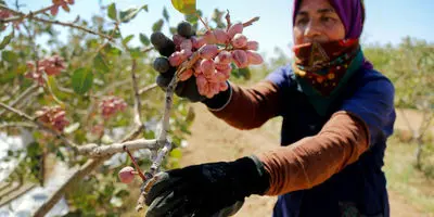 این کشور عاشق پنیر ایران است