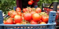 گوجه فرنگی ارزان شد؟