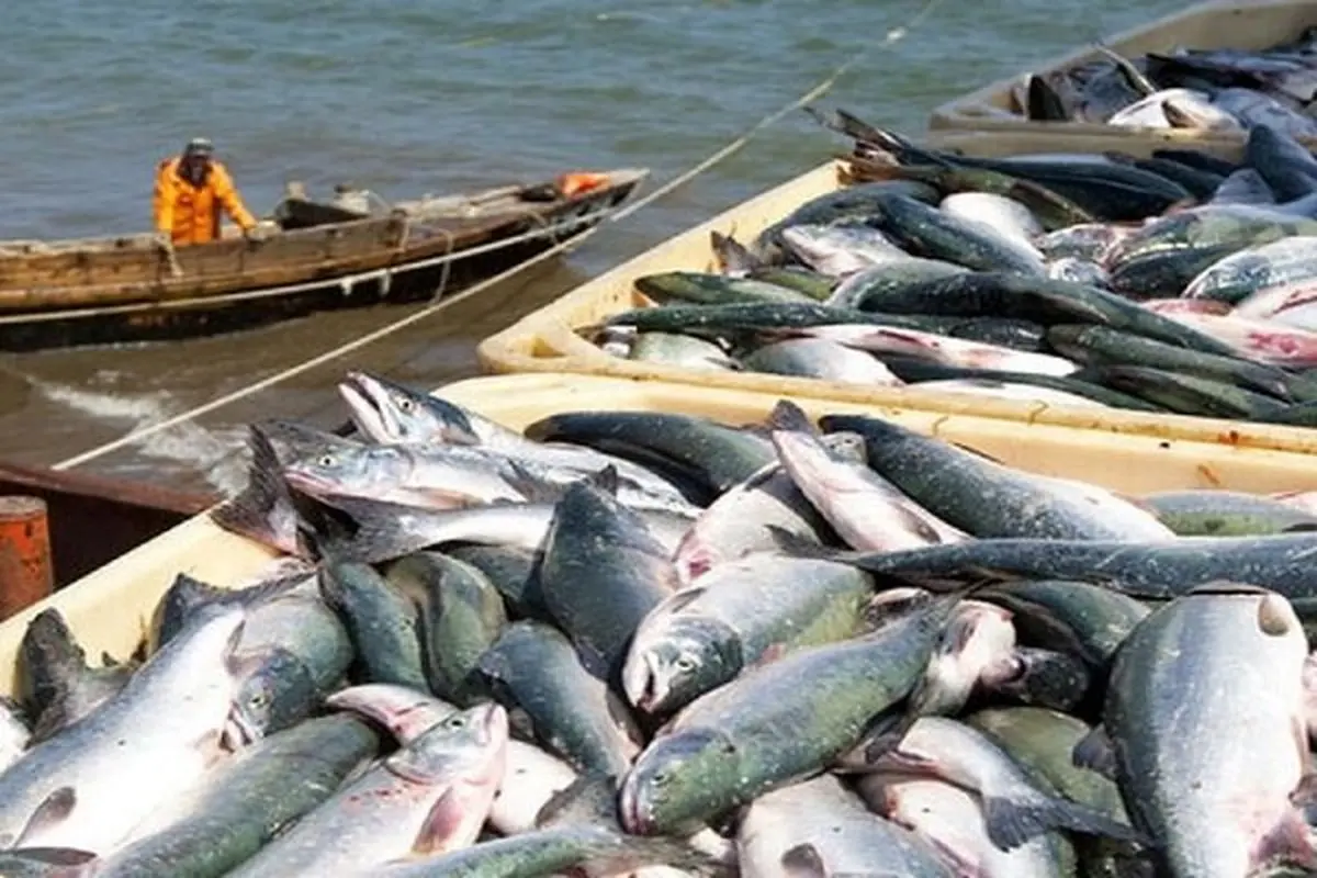 فاجعه اقتصادی در راه است؟ چابهار ۷۰ درصد تن ماهی کشور را تصاحب کرد!