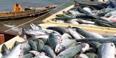 پالایشگاه گیاهان دارویی: معجزه اقتصادی یا خواب آشفته؟