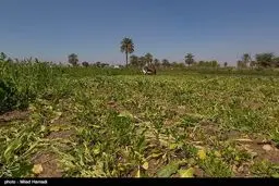 فوری و تکان‌دهنده: سبزی و صیفی را از سفره‌هایتان بردارید! این خوراک جدید در راه است