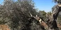 فاجعه زیست‌محیطی در غزه: 75 درصد درختان زیتون در حمله صهیونیستی نابود شد!